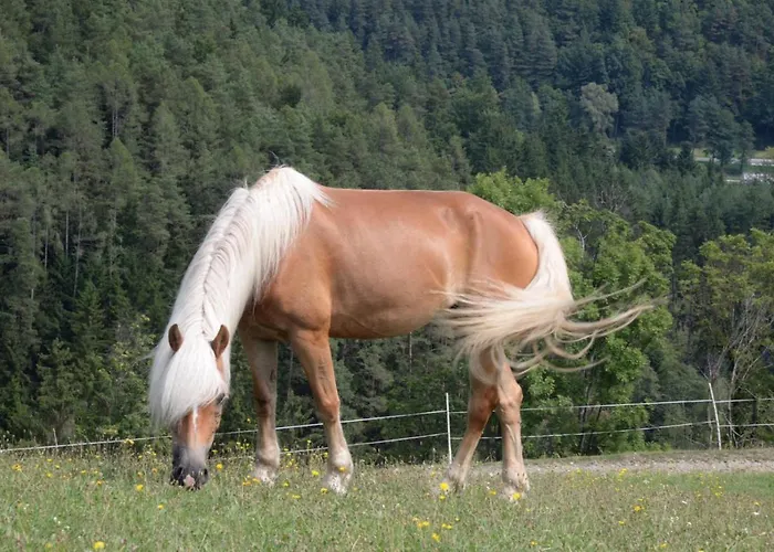 Haflingerhof Luef