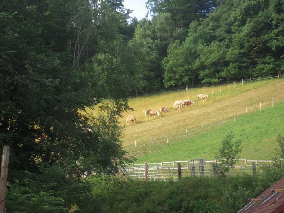 Haflingerhof Luef Séjour à la ferme
