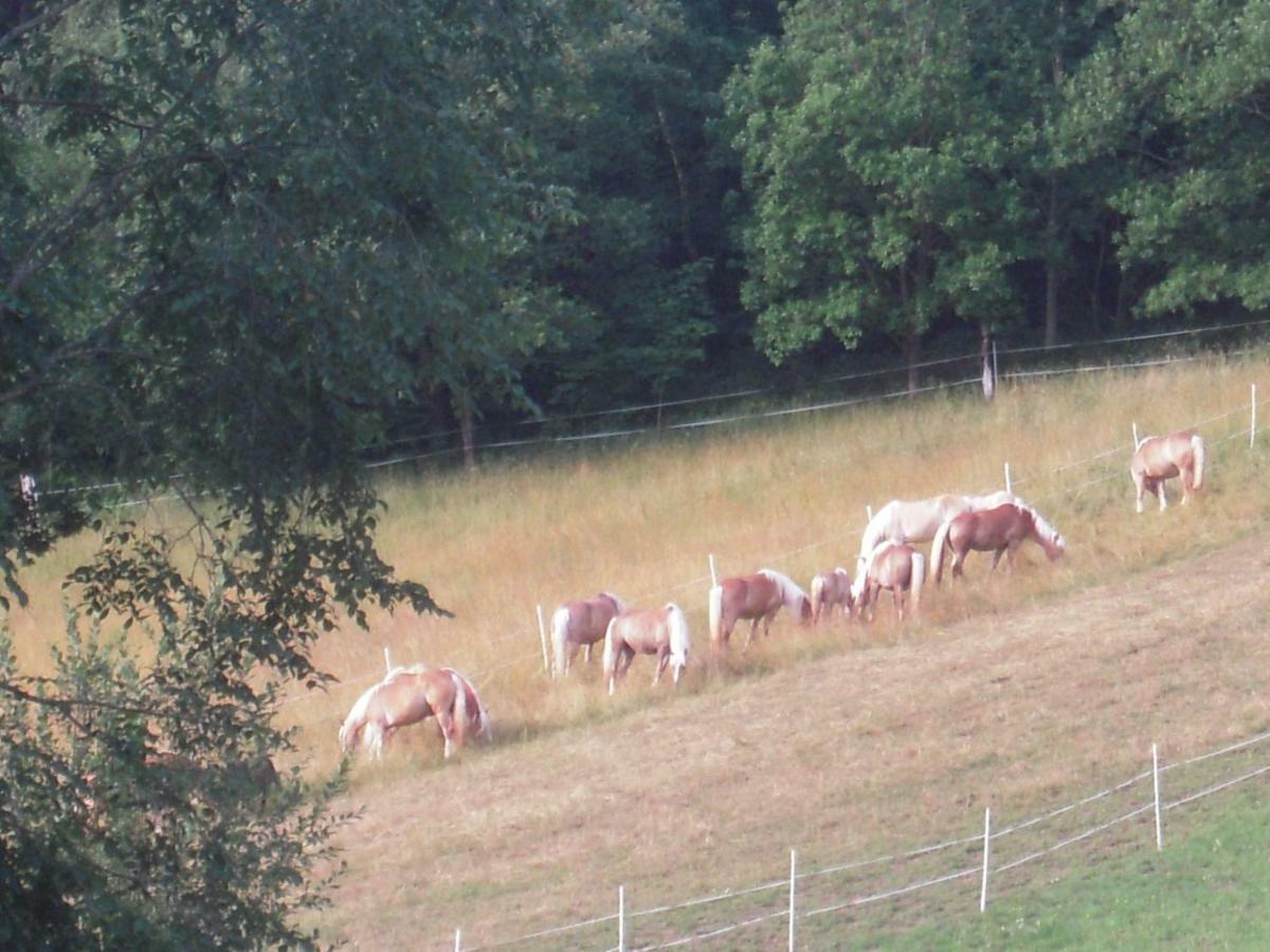 Alloggio per agriturismo Haflingerhof Luef
