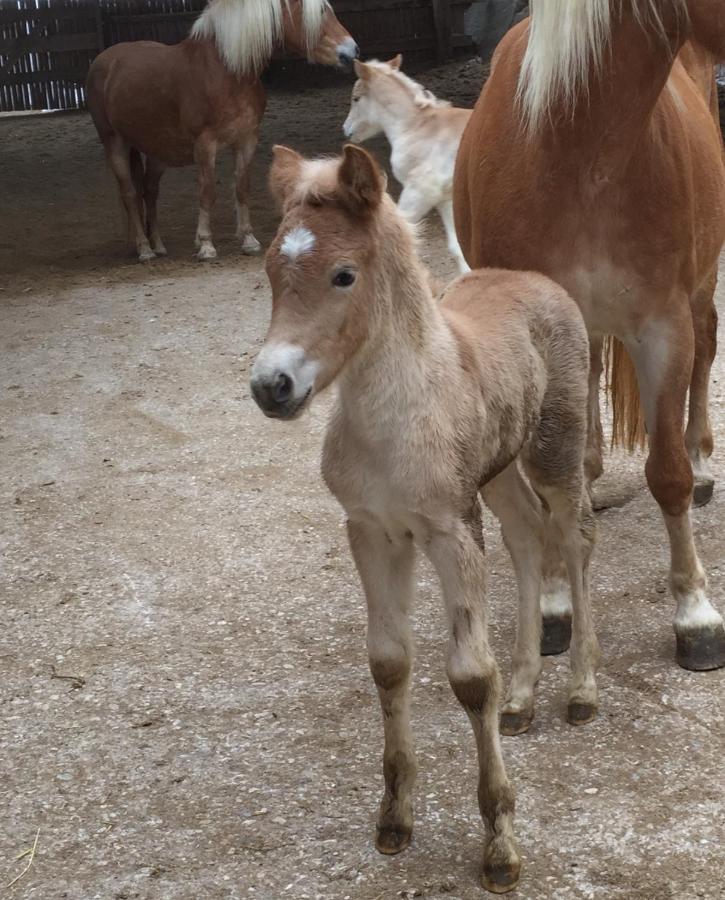 Haflingerhof Luef Séjour à la ferme *