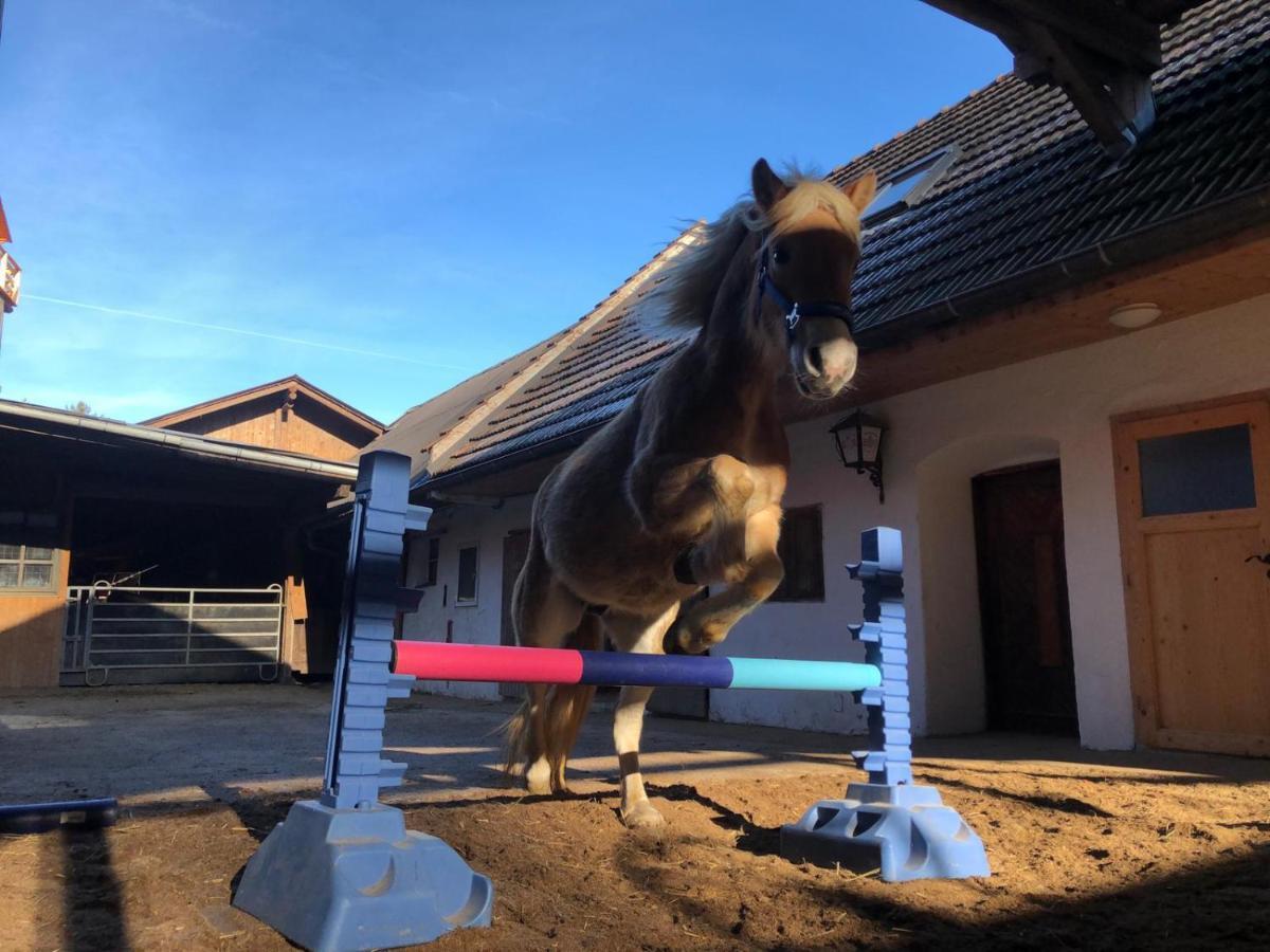 Haflingerhof Luef Séjour à la ferme Bad Schönau