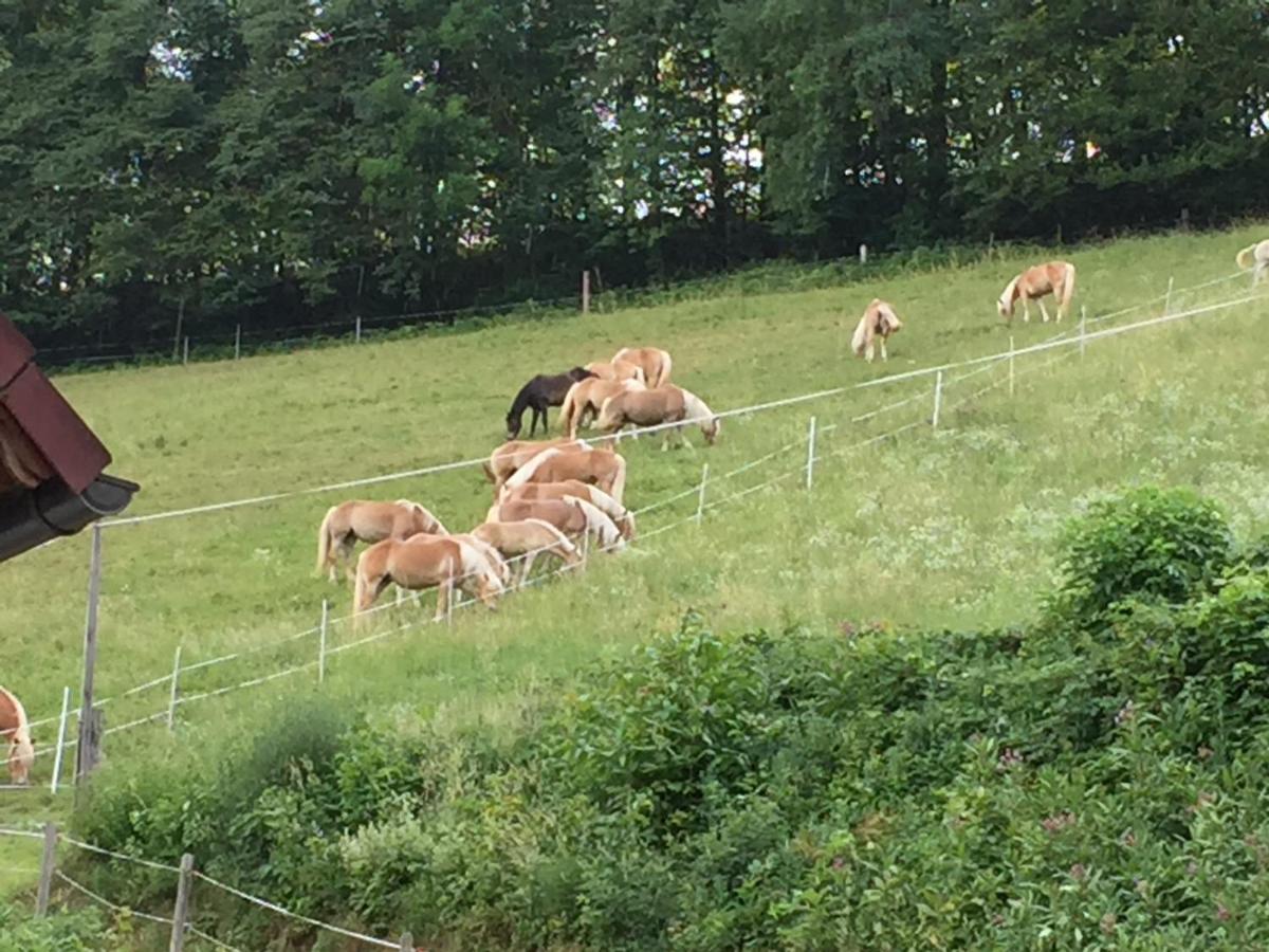 Haflingerhof Luef