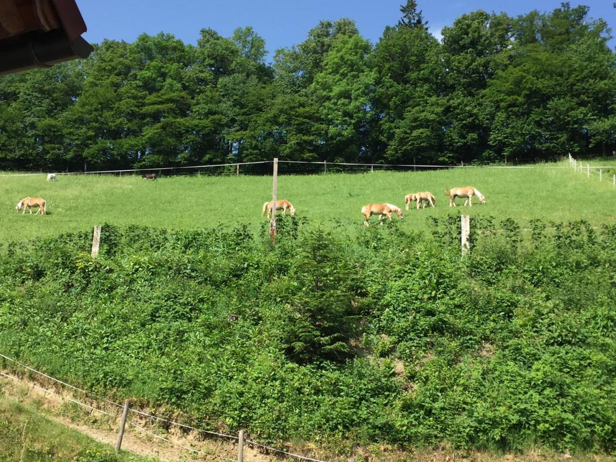 Séjour à la ferme Haflingerhof Luef Bad Schönau